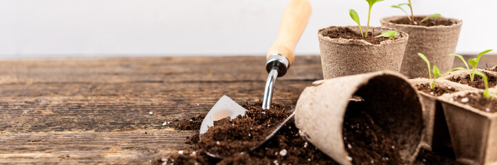 Potted flower seedlings growing in biodegradable peat moss pots on wooden background with copy space. Zero waste, recycling, plastic free concept banner.