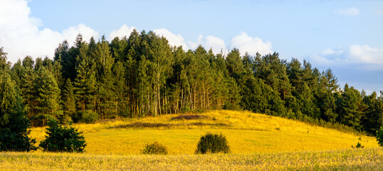 Summer hills with forest and grassy meadows of Kashubian landscape park aside Tamowa Gora mountain near Szymbark town of Kashubia in Pomerania region of Poland - obrazy, fototapety, plakaty
