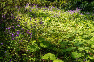 Fototapeta premium 森の陽差し