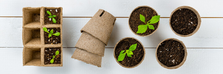 Potted flower seedlings growing in biodegradable peat moss pots. Top view on white wooden...
