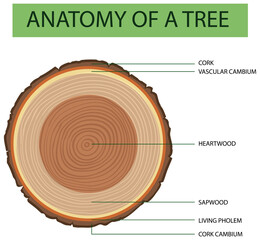 Anatomy of tree trunk © blueringmedia