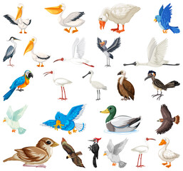 Obraz premium Different kinds of birds collection