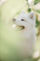 Fototapeta premium Golden retriever lies in the summer on the green grass in the rays of the setting sun