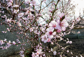 flowering apricot tree in early spring