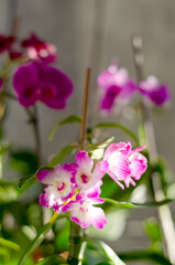 Top view of beautiful orchid flowers at sunny spring day close up. Cultivation. Natural backgrounds and textures. Phalaenopsis Orchid. 