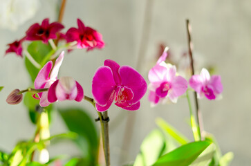 Top view of beautiful orchid flowers at sunny spring day close up. Cultivation. Natural backgrounds and textures. Phalaenopsis Orchid. 