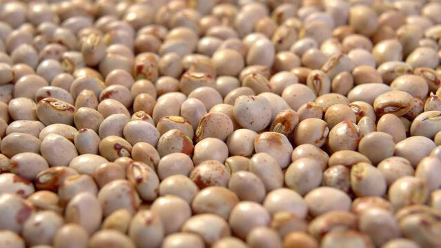 Dried organic pigeon peas close up. Gungo bean. Macro. Dolly shot