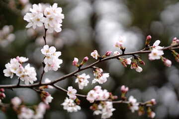 桜の花が満開の枝
