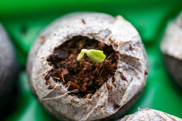Zinnia seedlings growing in jiffy peat pellets. Biodegradable flower pots. Zero waste, recycling, plastic free concept.