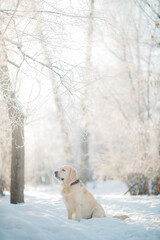 Golden retriever walks in the forest in winter