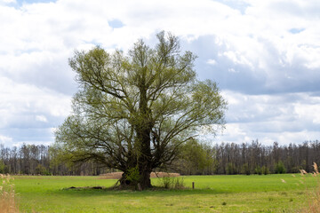 Spring in nature. Old tree on a green meadow with blue sky and clouds.