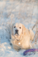 Golden retriever walks in the forest in winter