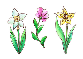 Watercolor illustration with spring flowers on a white background.