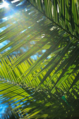 Fototapeta premium Iluminated palm leaves with sun beams against blue sky. Sun throw palm leaf.