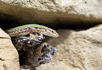 The green lizard also known as Lacerta agilis sitting in the rocks. Close up with a lizard on rocks...