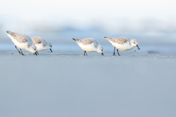 A group of sandpipers running along a beach in the north of Denmark at a cold but sunny day in...