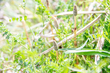 野原に生えたつくし　The horsetails in the spring field