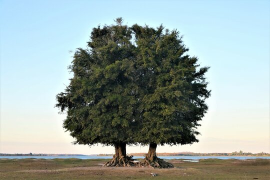 A twin green tree with clear shade sky