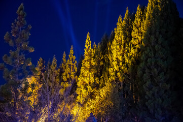 夜ライトアップされた針葉樹林　The lit-up conifer forest in the night © Kuutanx