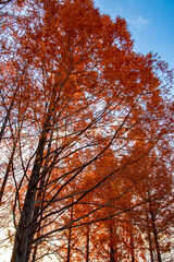 Fototapeta premium 紅葉したポプラと青空の夕景 The colored poplar foliages with blue sky in the evening