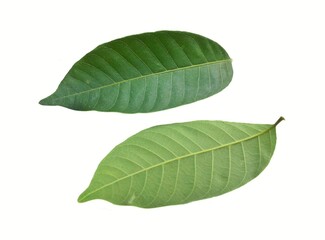 Longan leaves in front of the back on a white background