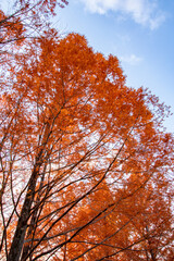 紅葉したポプラと青空 The colored poplar foliages with blue sky