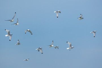 Fototapeta premium A group of sea gulls flying above a beach in the north of Denmark at a windy day in spring with a blue sky.
