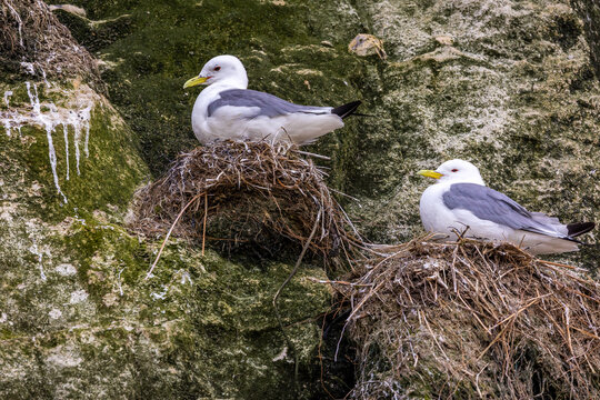 Seagull Nest