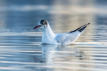 A black headed gull at a beach in the north of Denmark at a windy day in spring