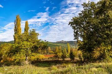 Autumnal Wicker grown in the Natural Park of the Serrania de Cuenca. Canamares, Spain