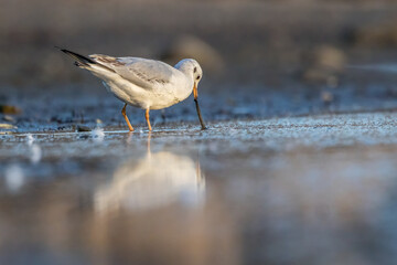 A black headed gull catching a worm at a beach in the north of Denmark at a windy day in spring.