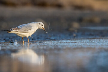 A black headed gull catching a worm at a beach in the north of Denmark at a windy day in spring.