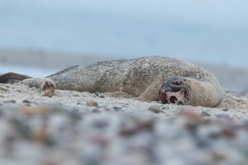 A dead seal lying on a beach in the north of Denmark.