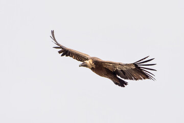 Griffon vulture, Gyps fulvus in Monfrague National Park. Extremadura, Spain