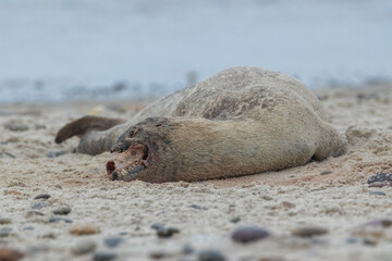 A dead seal lying on a beach in the north of Denmark.