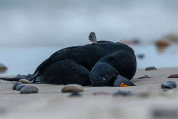 A dead duck lying on the beach of Grenen, the most northern part of Denmark.