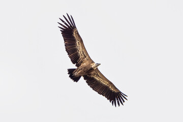 Griffon vulture, Gyps fulvus in Monfrague National Park. Extremadura, Spain