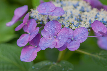 淡い紫のアジサイ　淡い緑とアジサイ　ブルーのアジサイ　白　あじさい