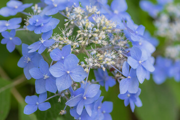淡い紫のアジサイ　淡い緑とアジサイ　ブルーのアジサイ　白　あじさい