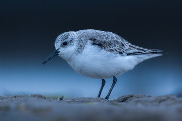 A sandpiper running along a beach in the north of Denmark at a cold but sunny day in spring.