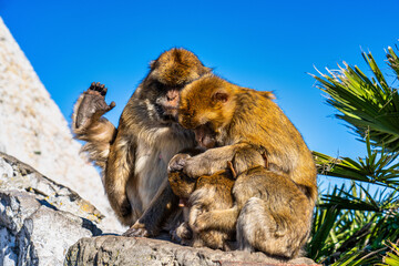 Wild macaque or Gibraltar monkey, attraction of the British overseas territory.