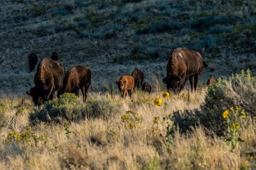 Fototapeta na wymiar American Bison in the field of Antelope Island State Park, Utah