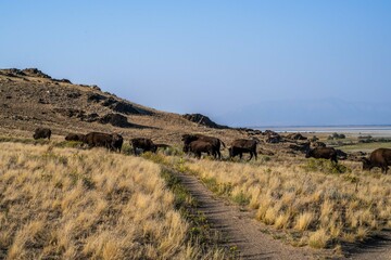 American Bison in the field of Antelope Island State Park, Utah © CheriAlguire
