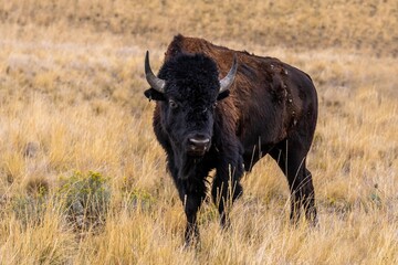 American Bison in the field of Antelope Island State Park, Utah