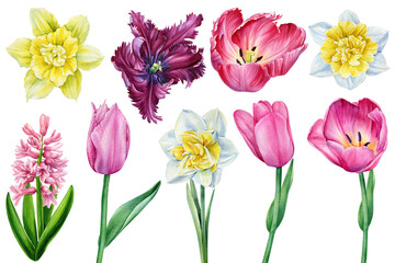 Obraz na płótnie Canvas Tulips and daffodils. Set of flowers on an isolated white background. Watercolor illustrations. 