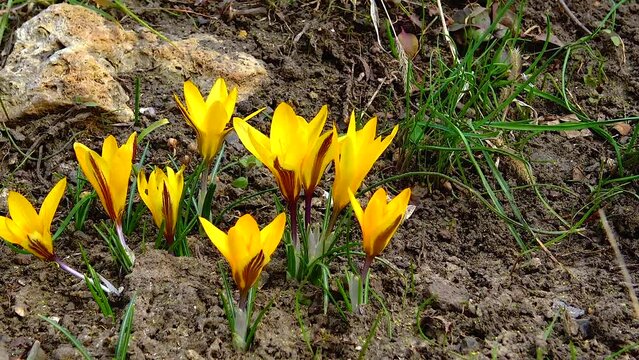 Yellow crocuses bloom in early spring in the garden, Ukraine