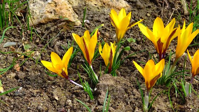 Yellow crocuses bloom in early spring in the garden, Ukraine