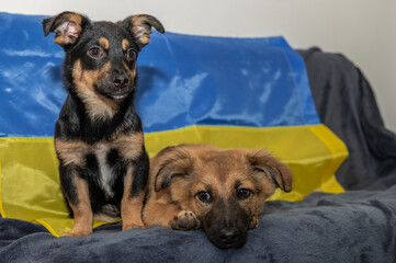 Two young stray dogs in an animal shelter. Two homeless puppies during the war