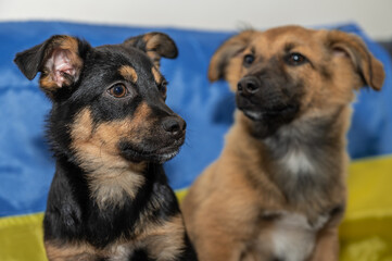 Two young stray dogs in an animal shelter. Two homeless puppies during the war