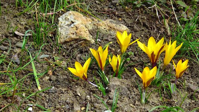 Yellow crocuses bloom in early spring in the garden, Ukraine
